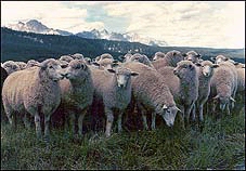 sheep.jpg (34381 bytes)