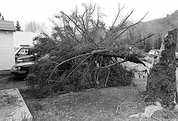 Tree falls down - goes boom