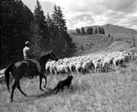 A band of 2,400 sheep and lambs rounds up and resumes its trek northward. Express photo by Ron Soble